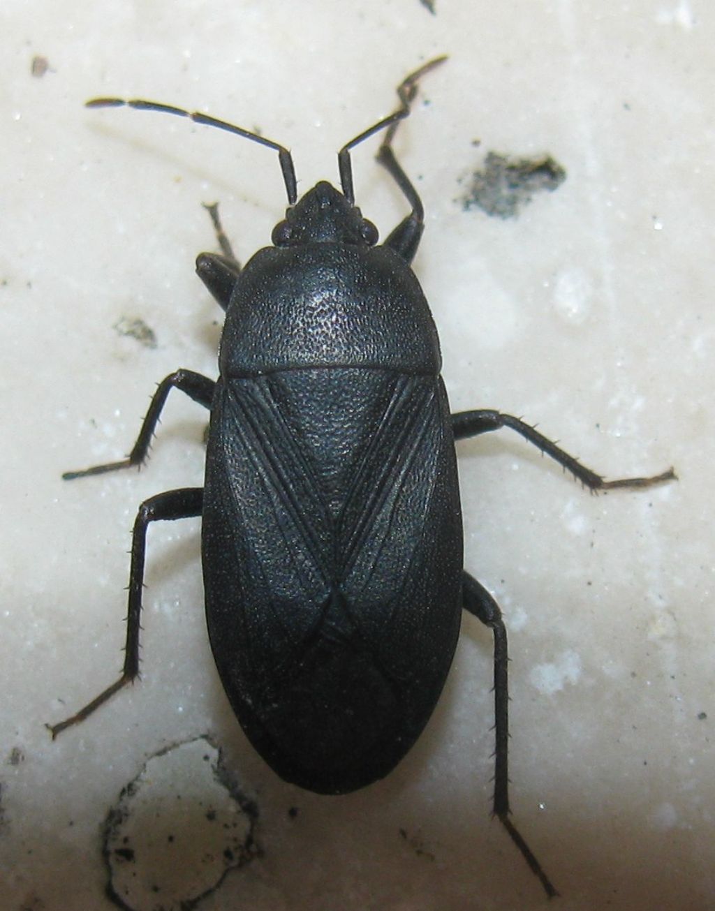 Lethaeus cribratissimus